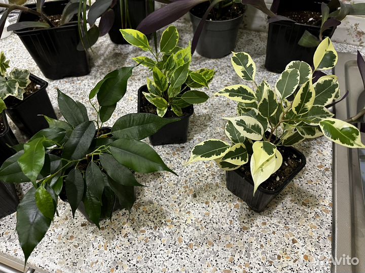 Драцена.Фикус твилайт.Кроссандра.Фортуна.Хедера