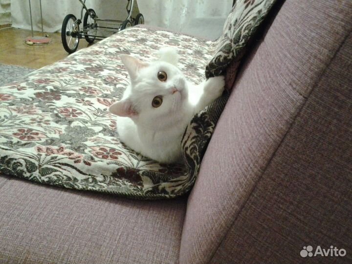 Отдам кошку в добрые руки