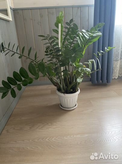 Замиокулькас