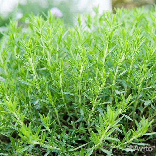 Тархун (эстрагон)