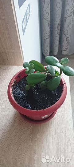 Комнатные цветы