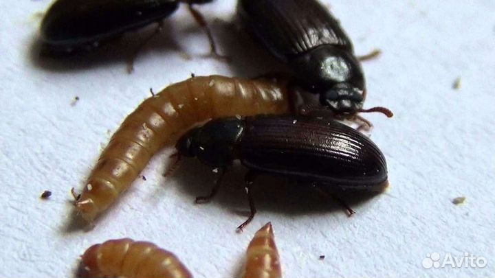 Живой корм для ящериц, рыб, муравьев. Жук знахарь
