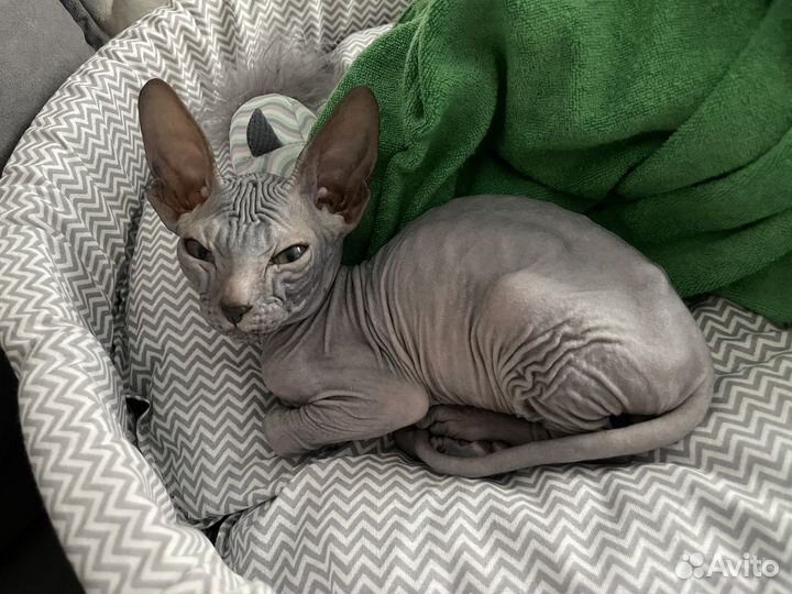 Донской сфинкс