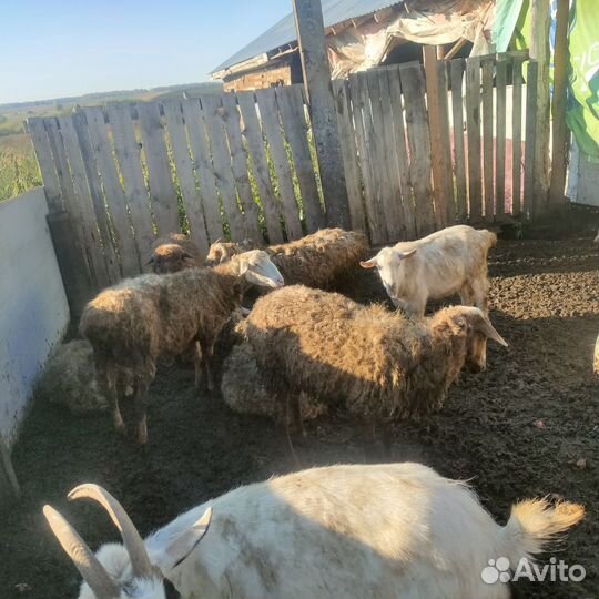 Овцы бараны козы