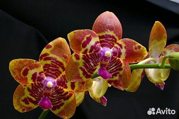 Орхидея phal. Joy Spring Tina Anaconda