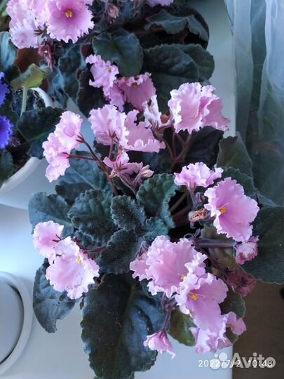 Фиалка Сенполия