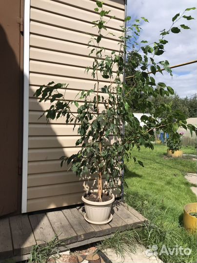 Фикус бенджамина большой