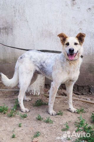 Собака в поиске дома