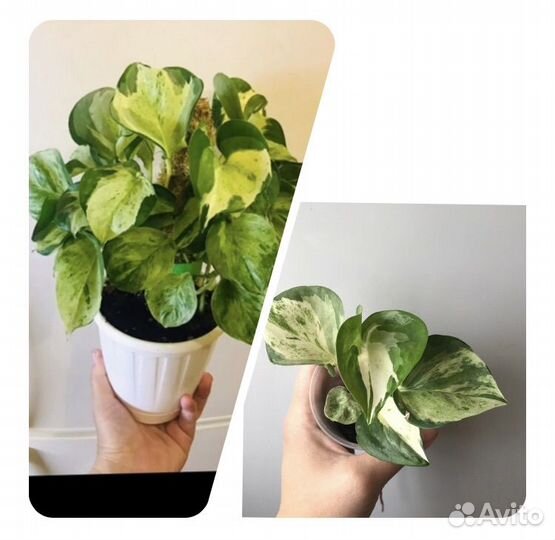 Комнатные растения