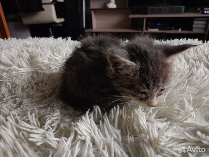 Котенок мальчик 1 месяц