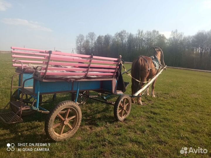 Экипаж для лошади