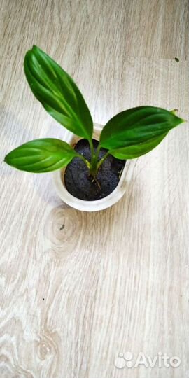 Спатифиллюм