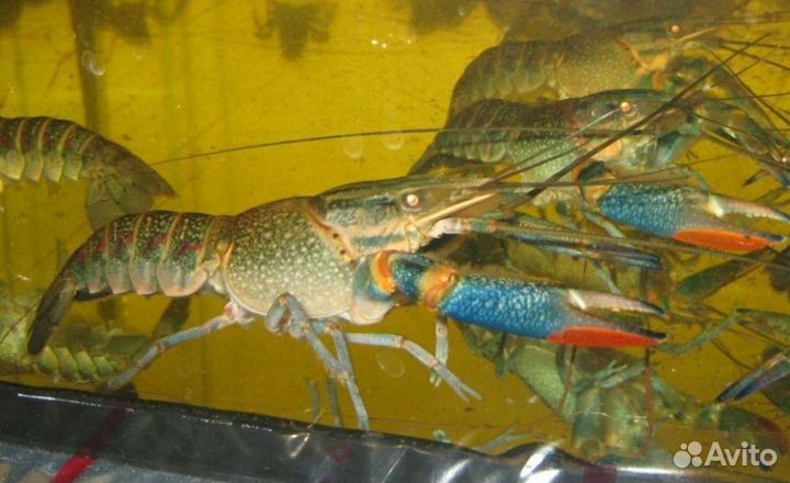 Австралийский красноклешневый рак