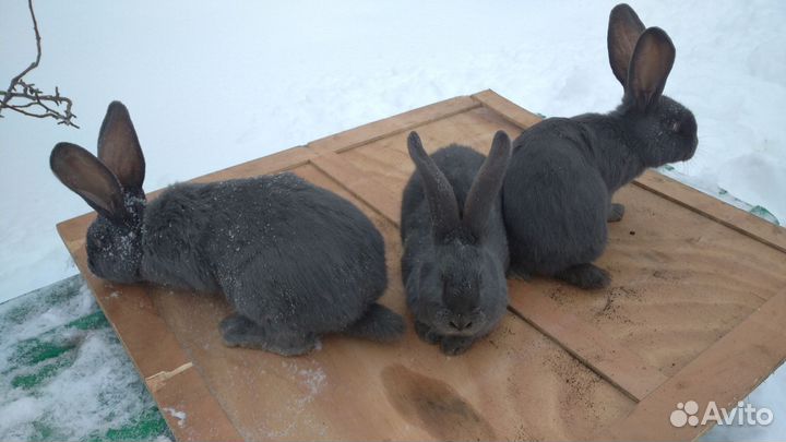 Кролики породы фландр, бельгийский великан