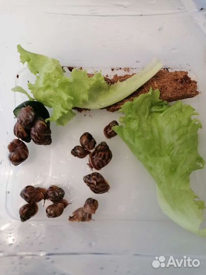 Улитки ахатины