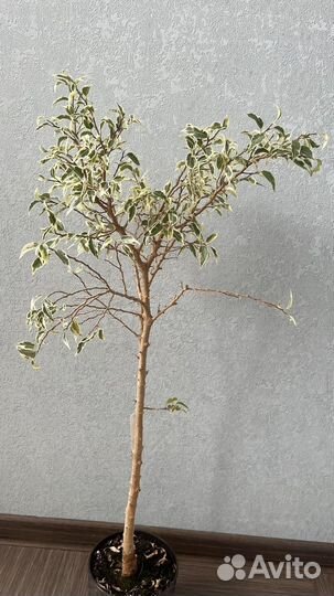 Фикус Бенджамина Барок, Пикси и др.сорта