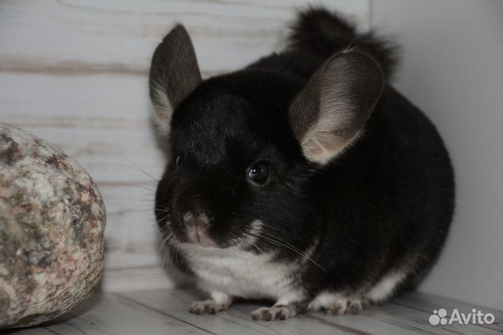 Шиншилла Черный Жемчуг