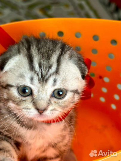 Котенок