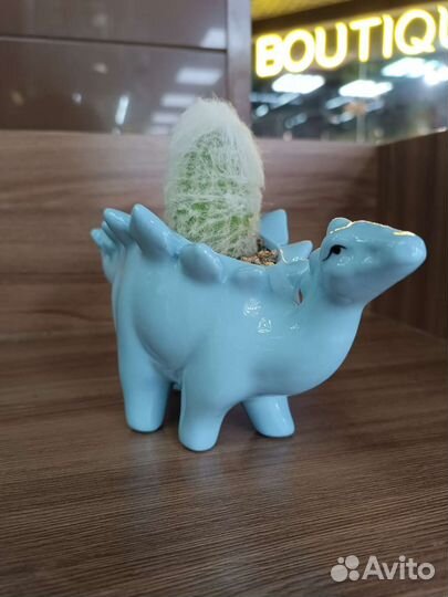 Суккуленты кактусы флорариум композиции