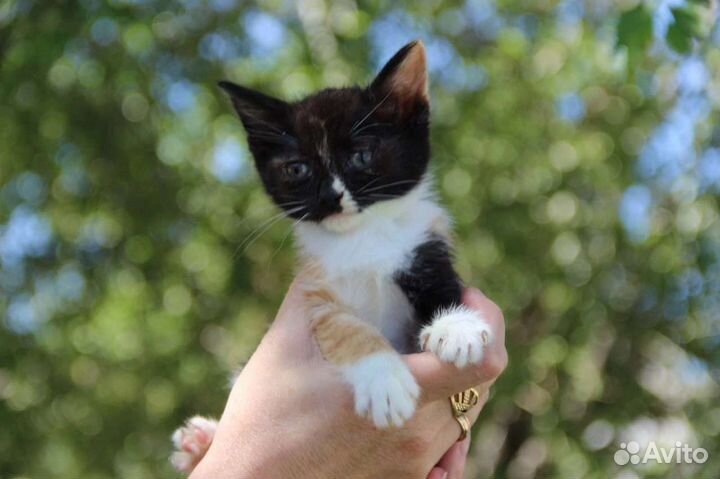Котенок плачет