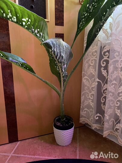 Диффенбахия» Шкура дракона»