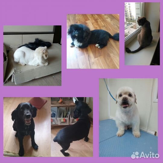 Стрижка кошек и собак выезд на дом в любой район