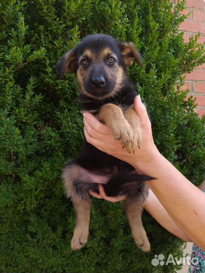 Немецкая овчарка