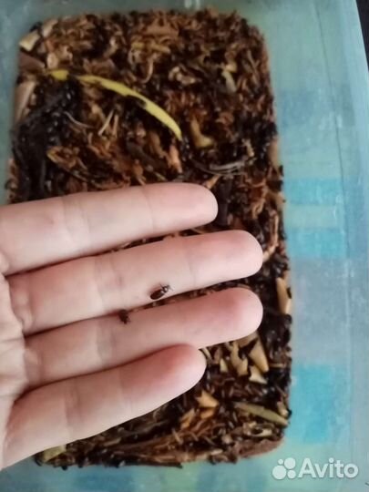 Жук знахарь лечебный