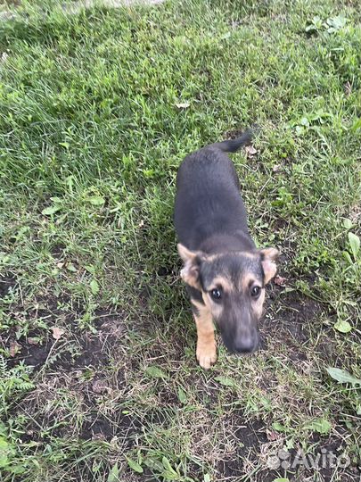 Щенята в добрые руки