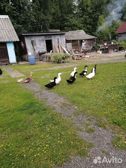 Утки живьём и мясом