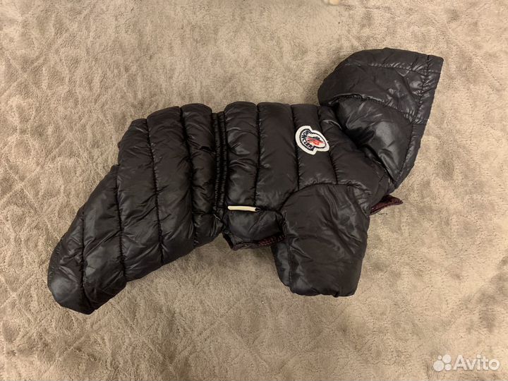 Комбинезон для небольшой собачки