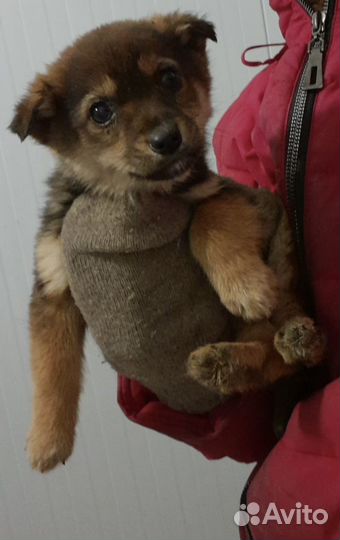 Щенок от маленькой собачки в отлове. Необходим дом
