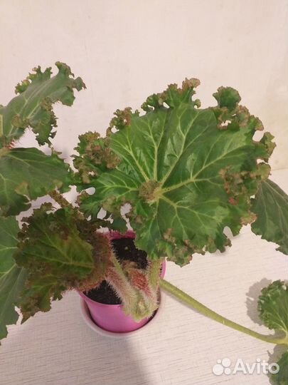 Бегония воротничковая Криспа