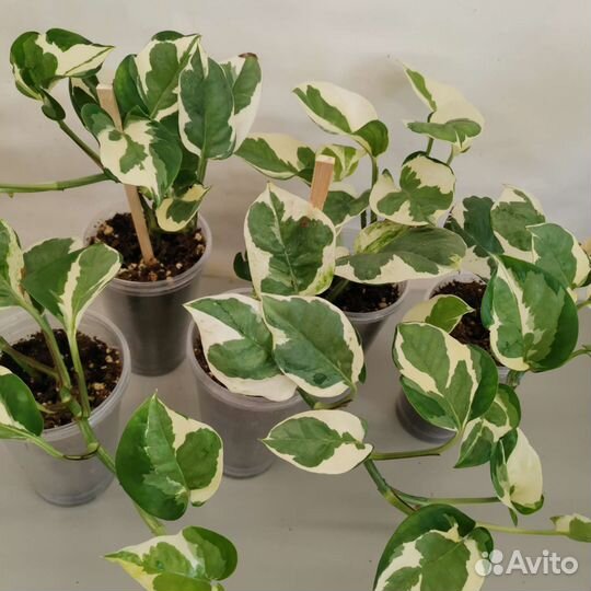 Сциндапсус, Эпипремнум много