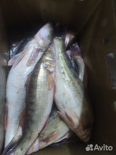 Свежая рыба судак