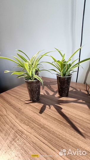 Хлорофитум