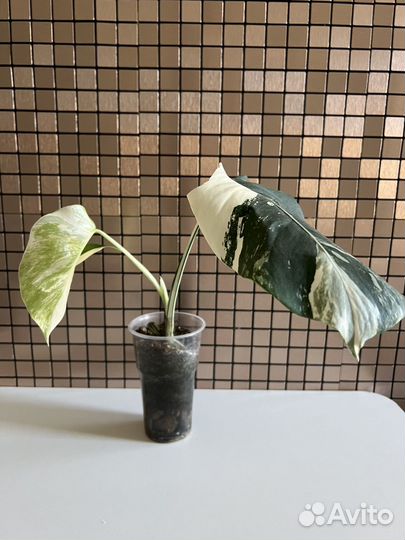 Монстера альба