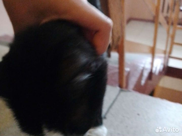 Нашёл кошку живёт в подъезде