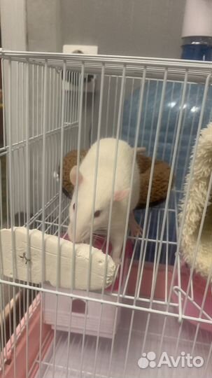 Крыса с клеткой