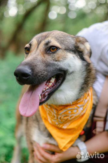 Собака в добрые руки, девочка Умка