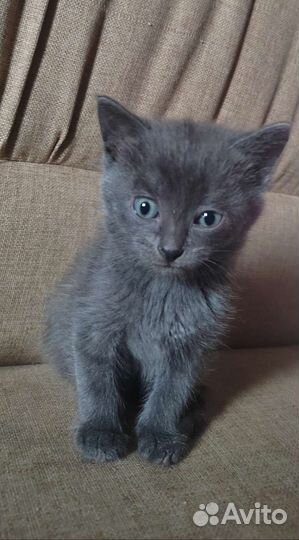 Котенок в добрые руки