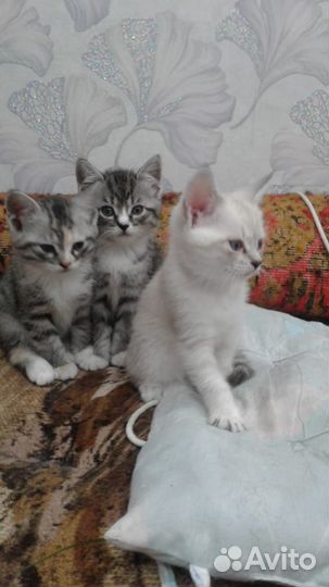 Котятки в добрые руки
