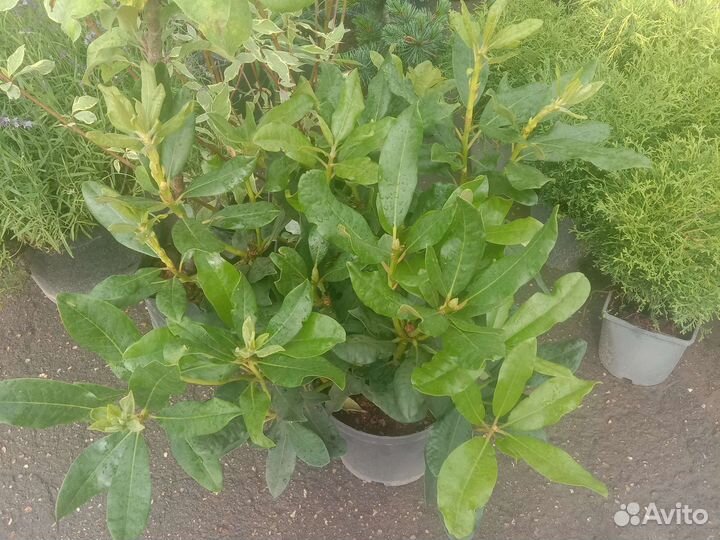 Рододендрум