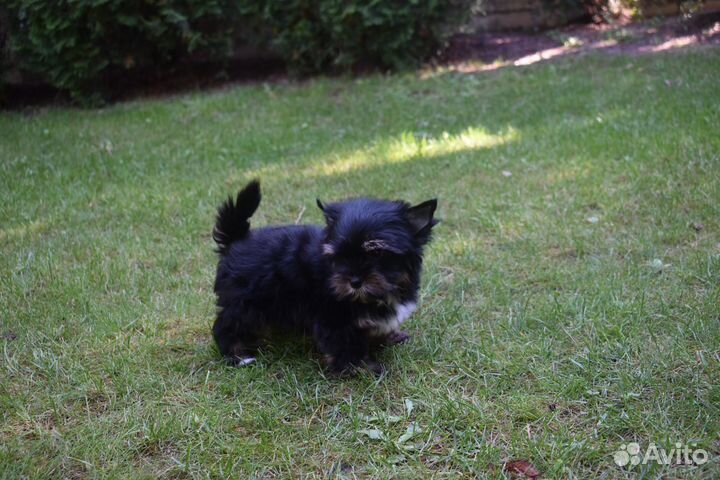 Йоркширский терьер черный
