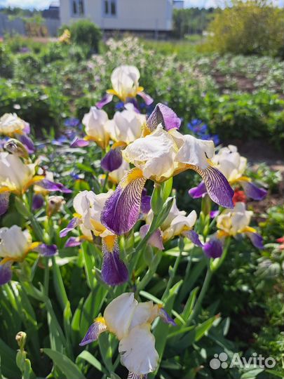 Ирисы