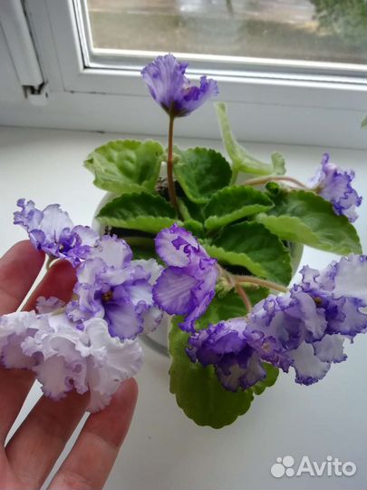 Фиалки (срезы)