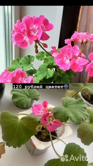 Герань пеларгония