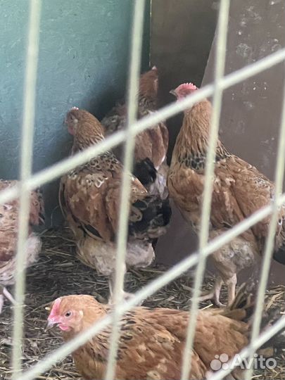 Молодые петухи