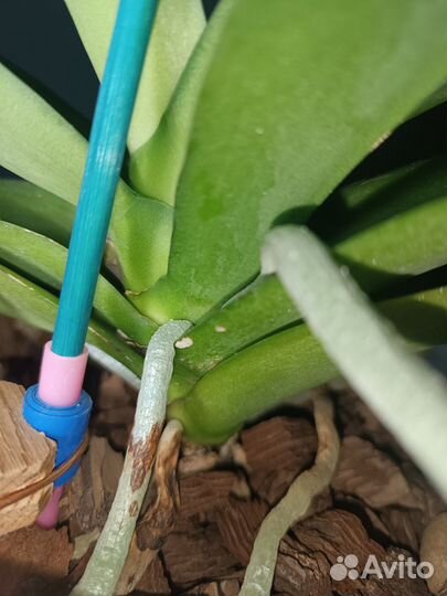 Орхидея фаленопсис