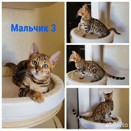 Бенгальская